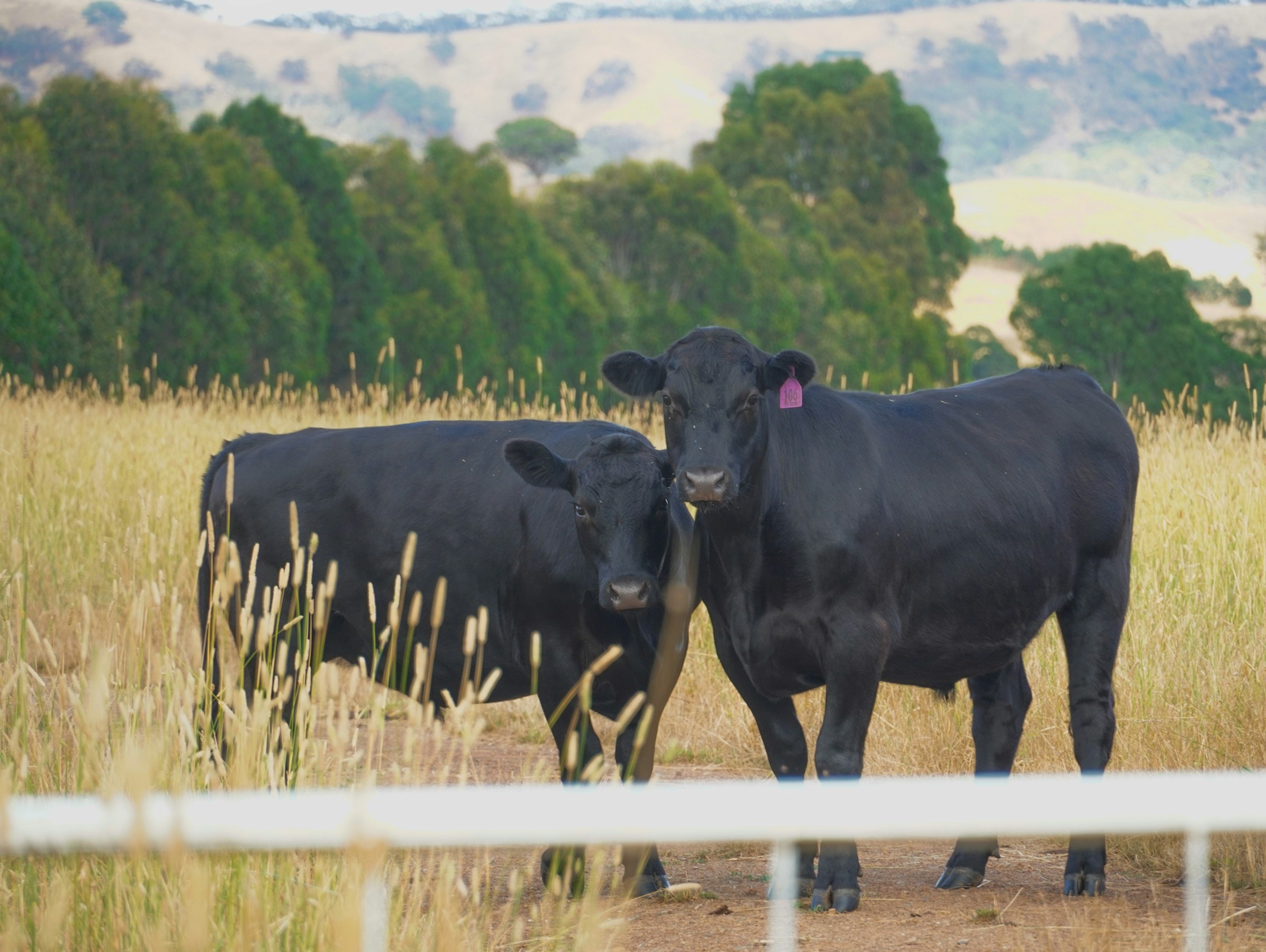 Two black cattle standing in an Australian pasture.