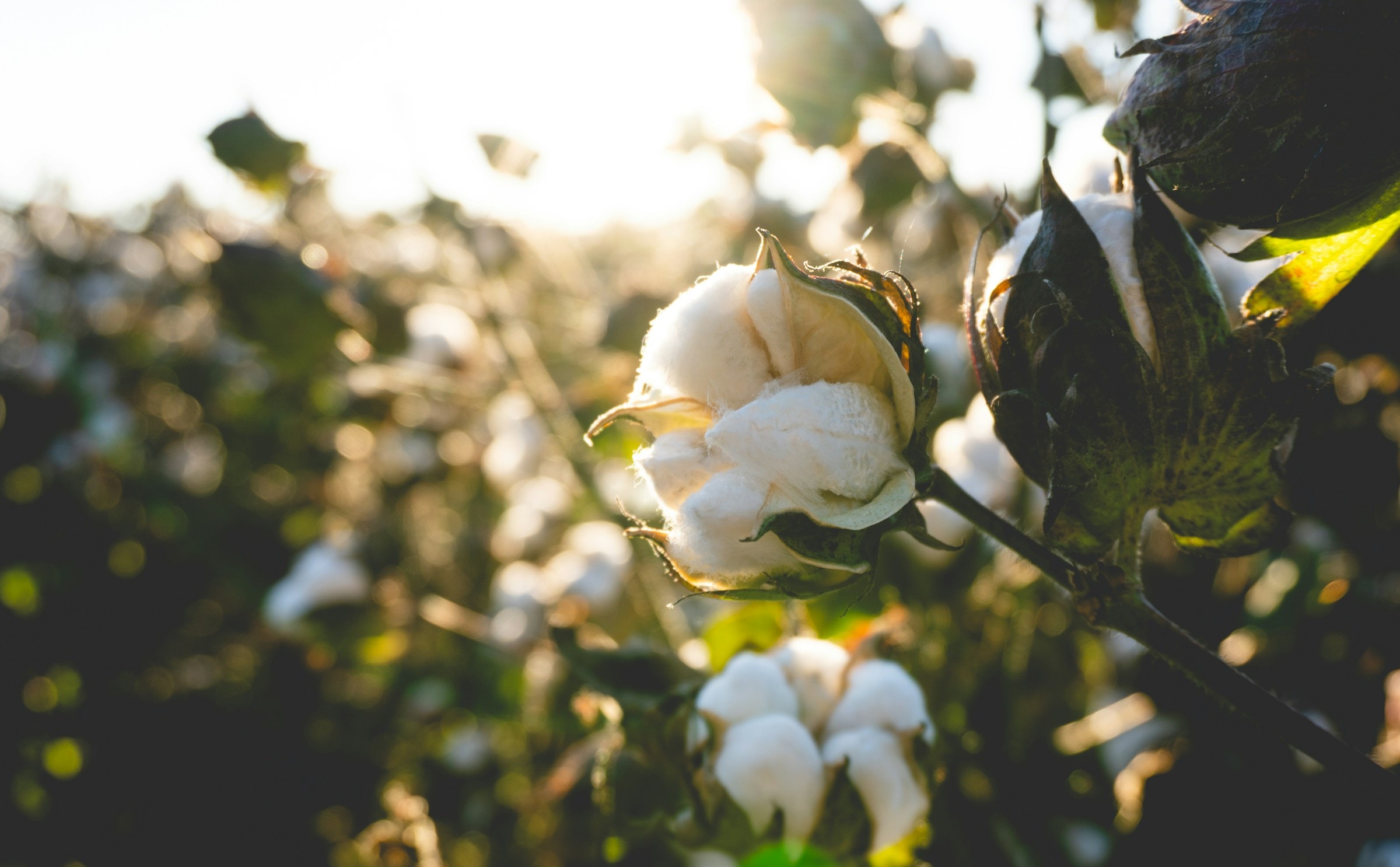 Cotton bolls opening on the plant at sunset.